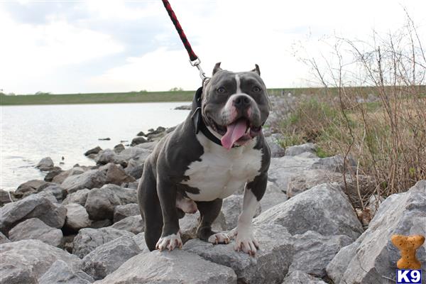 Eastcoastbullz Picture 1